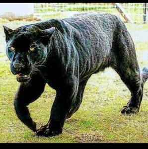 Meet your Posher, Lamont